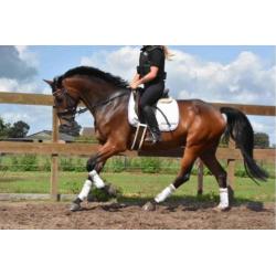 8 jarige Namelus R x Revenge W röntgen gekeurd M + 22 winst