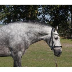 Speciale pre/andalusier hengst