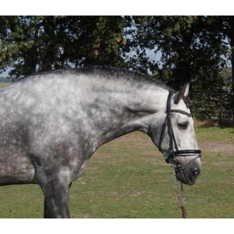 Speciale pre/andalusier hengst