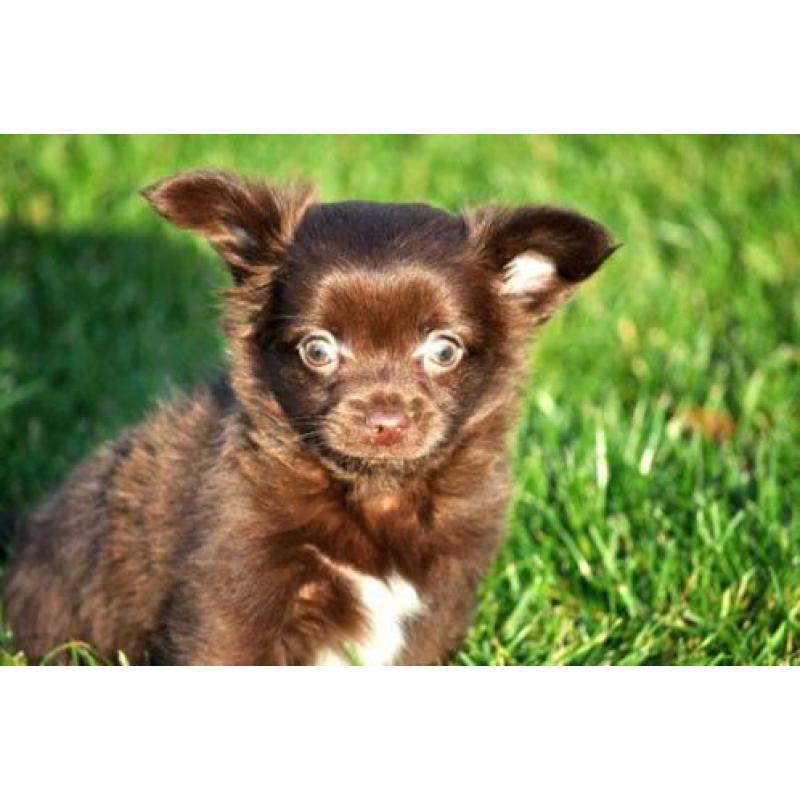 langharige langhaar chihuahua pups aangeboden