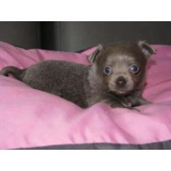 Chihuahua pups lila reutje en teefje