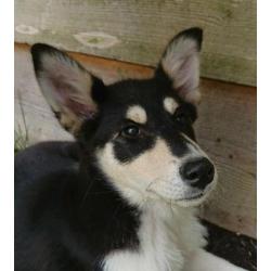 Husky kruising pup, super leuk en goed gezond