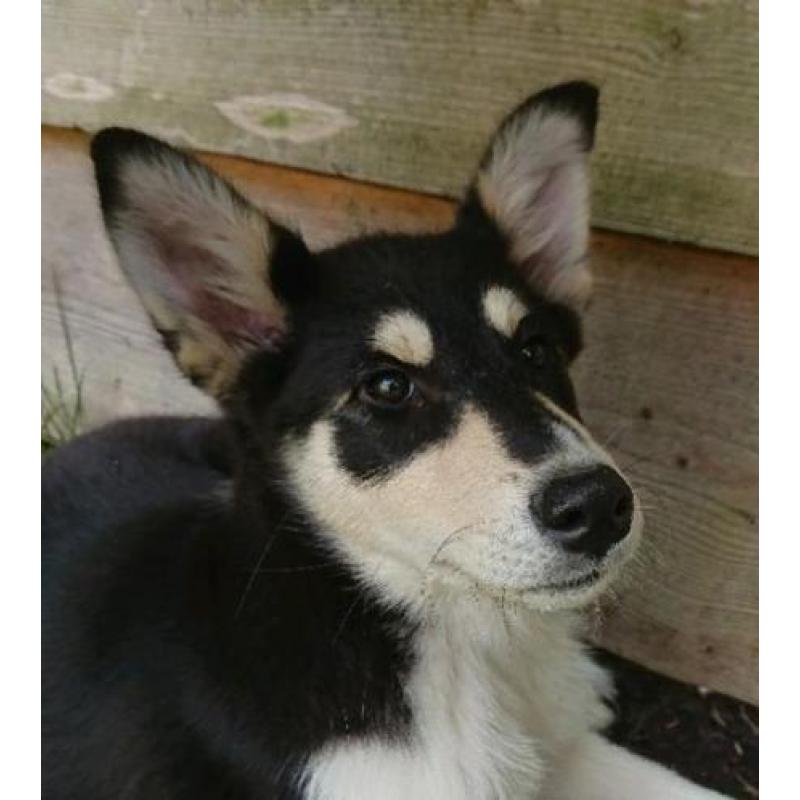 Husky kruising pup, super leuk en goed gezond