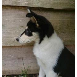 Husky kruising pup, super leuk en goed gezond