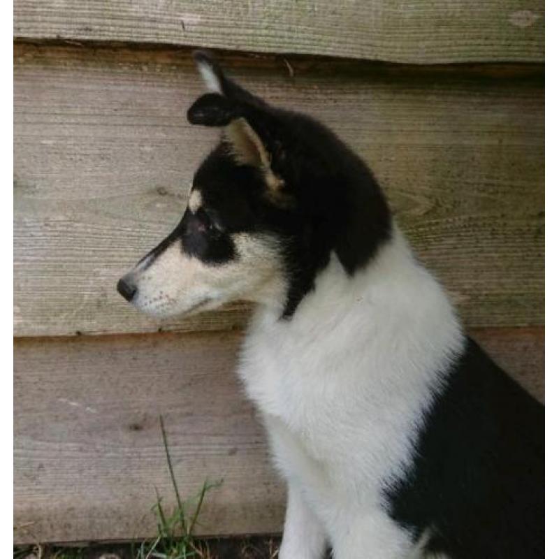 Husky kruising pup, super leuk en goed gezond