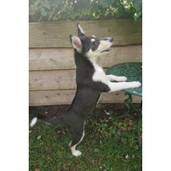 Husky kruising pup, super leuk en goed gezond