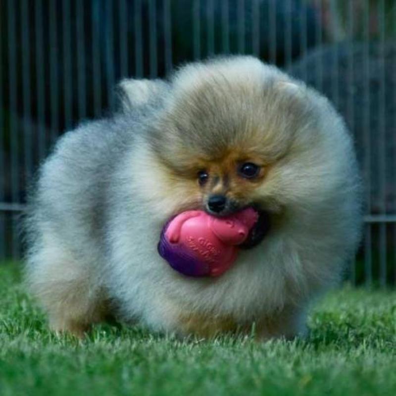Prachtig Reutje Pomeranian/Pomeriaan/Dwergkeesje/FCI