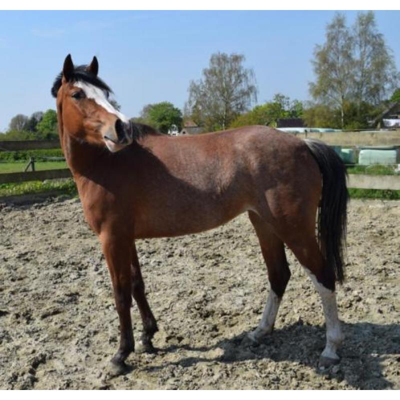 Super kinderpony met de X factor!