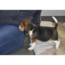 Prachtige Beagle pups met stamboom en dna-certificaat