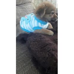 Chihuahua langhaar mag vandaag mee ( Teefje )