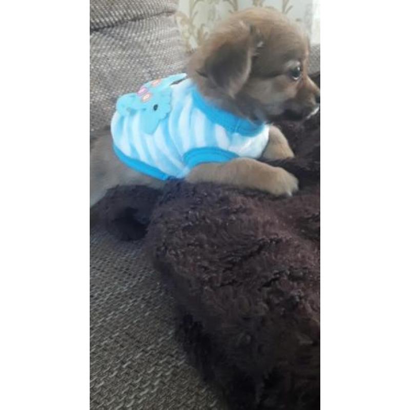 Chihuahua langhaar mag vandaag mee ( Teefje )