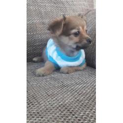 Chihuahua langhaar mag vandaag mee ( Teefje )