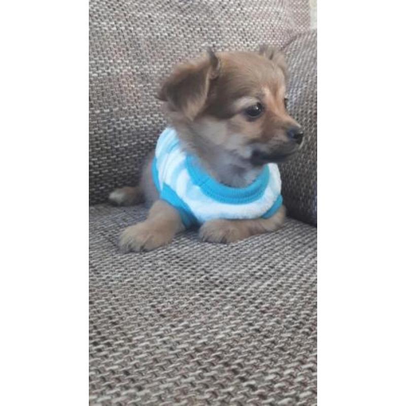Chihuahua langhaar mag vandaag mee ( Teefje )