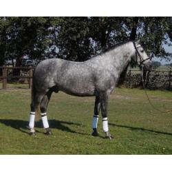 Speciale pre/andalusier hengst