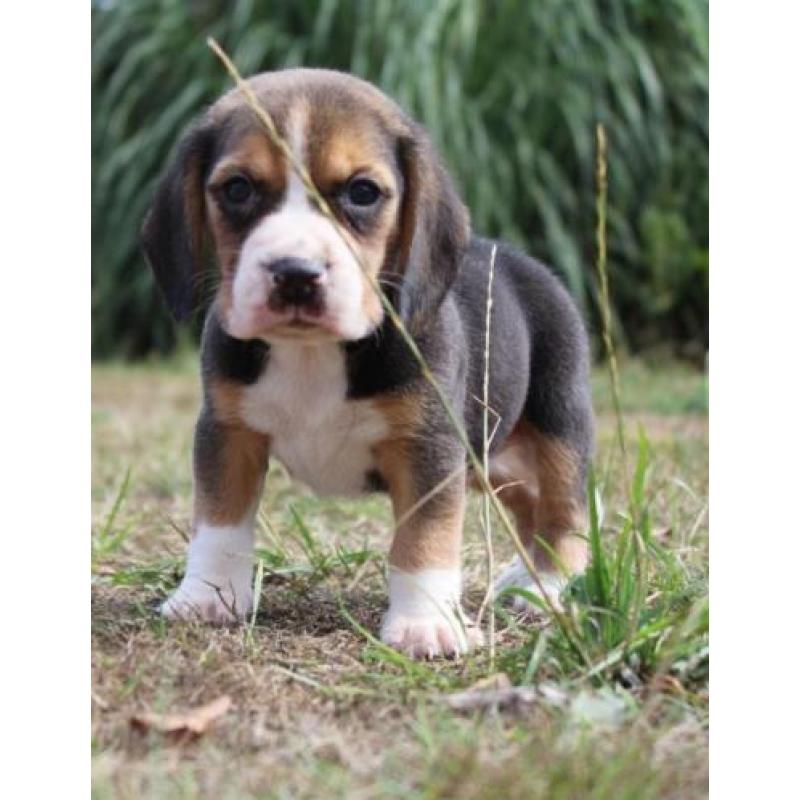 beagle pups