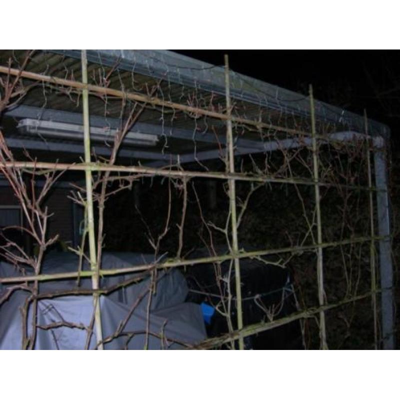 kerstverlichting voor buiten gekleurde lampjes