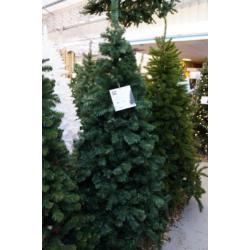 Kerstboom Groen 215 cm (showmodel) kerst 1