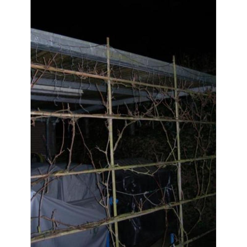 kerstverlichting voor buiten gekleurde lampjes