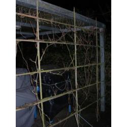 kerstverlichting voor buiten gekleurde lampjes