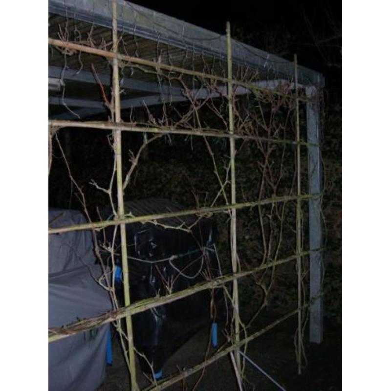 kerstverlichting voor buiten gekleurde lampjes