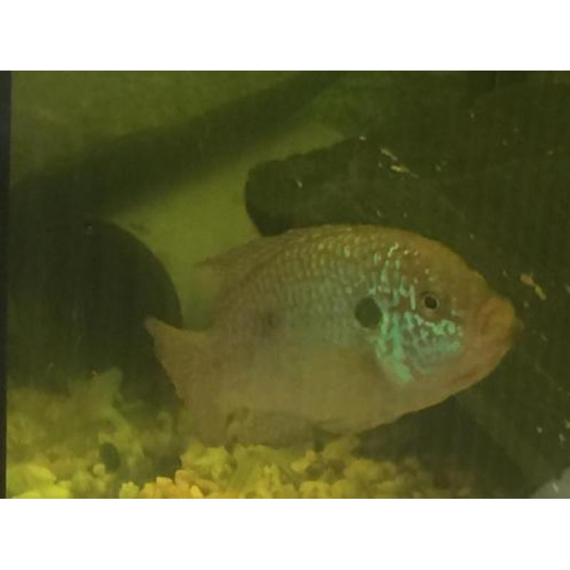 Vissen