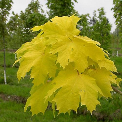 10pcs Norway Maple Seeds Gold Leaf Garden Street Park Plant Seeds